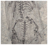 S181 - Top Well Preserved Keichousaurus hui Early Triassic Marine Reptile