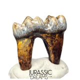 S240 - Gem Grade Ice Age Cave Bear (Ursus spelaeus) Lower Dentary Molar Tooth (M1)