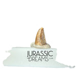 S221 - Exceedingly Rare Zapsalis abradens (Dromaeosaurid Raptor Theropod) Dinosaur Tooth - Judith River Fm