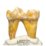 S400 - Gem Grade Ice Age Cave Bear (Ursus spelaeus) Lower Dentary Molar Tooth (M1)