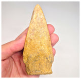 1498 - Museum Grade Spinosaurus aegyptiacus Dinosaur Complete Toe Finger with Claw- KemKem Beds