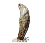 S357 - Nicely Preserved Huge Ice Age Cave Bear (Ursus spelaeus) Pre-Canine Tooth