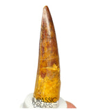 S293 - Nicely Preserved Spinosaurus aegyptiacus Dinosaur Tooth - Red Sanstone Beds