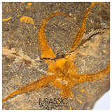 S325 - Nicely Preserved Ordovician Aged Brittle Star (Ophiura sp)