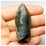 1352 - Huge Jobaria Sauropod Dinosaur Tooth Jurassic Tiouraren Fm