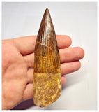 1367 - Huge Spinosaurus aegyptiacus Dinosaur Tooth - Cretaceous KemKem Beds