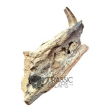 20017 - Unusual Suchomimus tenerensis Spinosaurid Dinosaur Left Hemi dentary IN CATAWIKI AUCTION NOW