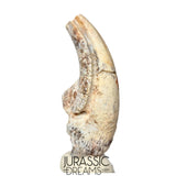 S479 - Top Rare Killer Alvarezsaurid Theropod Dinosaur Manus Claw - Lower Cretaceous Elrhaz Fm