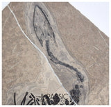 S289 - Interesting Genuine Partially disarticulated Keichousaurus hui skeleton Early Triassic Marine Reptile