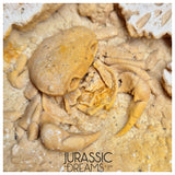 J284 - Finest Quality Fossil Crab (Potamon) Preserved in Travertine - Turkey Location