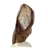J490 - Large Edmontosaurus Hadrosaurid "duck-billed" Ornithopod Dinosaur Tooth - Lance Creek Fm