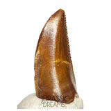 S93 - Unusual Majungasaurus crenatissimus Abelisaurid Dinosaur PREMAXILLARY Tooth