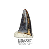 S102 - Juvenile Tyrannosaur Dinosaur Tooth Tip - Judith River Fm