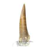 S157 -Finest Quality Suchomimus tenerensis Spinosaurid Dinosaur Tooth WITH VISIBLE CARINA