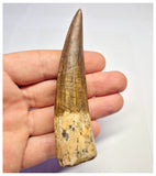 1370 - Huge Spinosaurus aegyptiacus Dinosaur Tooth - Cretaceous KemKem Beds