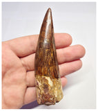 1365 - Huge Spinosaurus aegyptiacus Dinosaur Tooth - Cretaceous KemKem Beds
