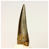 1347 - Rare Suchomimus tenerensis Spinosaurid Dinosaur Tooth - Cretaceous Elrhaz Fm