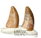 S199 - Set of 2 Nice Rare Kryptops palaios Abelisaurid Theropod Dinosaur Teeth - Elrhaz Fm