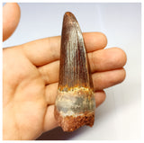 1318 - Gem Grade Spinosaurus aegyptiacus Dinosaur Tooth - Cretaceous KemKem Beds