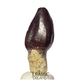 J523 - Top Rare Eusauropoda indet cf Bothriospondylus madagascariensis Sauropod Dinosaur Tooth - Middle Jurassic