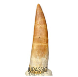S328 - Stunning Large Zarafasaura oceanis (Elasmosaur) Partially Rooted Tooth - Late Cretaceous