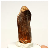 1353 - Huge Jobaria Sauropod Dinosaur Tooth Jurassic Tiouraren Fm