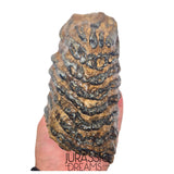 S236 - Nicely Preserved Huge Ice Age Woolly Mammoth (Mammuthus primigenius) Upper Molar Tooth