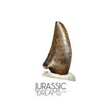 S87 - Finest Quality Dromaeosaurid Raptor Theropod Dinosaur Tooth - Judith River Fm