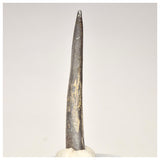 1566 - Top Rare Ornithocheirid Pterosaur Tooth - Lower Cretaceous - Elrhaz Fm