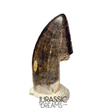 J425 - Tyrannosaur Dinosaur Tooth - Nanotyrannus sp - Late Cretaceous - Hell Creek Fm