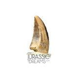 S73 - Top Rare Acheroraptor temertyorum (Dromaeosaurid Raptor Theropod) Dinosaur Tooth - Hell Creek Formation