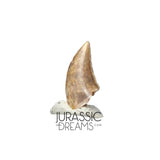 S145 - Finest Quality Dromaeosaurid Raptor Theropod Dinosaur Tooth - Judith River Fm