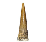 S350 - Gem Grade Suchomimus tenerensis Spinosaurid Dinosaur Tooth - Cretaceous Elrhaz Fm