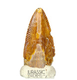 S69 - Top Rare Majungasaurus crenatissimus Abelisaurid Dinosaur PREMAXILLARY Tooth