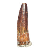 S311 - Nicely Preserved Spinosaurus aegyptiacus Dinosaur Tooth - Cretaceous Red Sanstone Beds