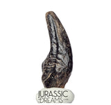 J196 - Top Rare Killer Theropod (cf Alvarezsaurid) Dinosaur Manus Claw - Lower Cretaceous Elrhaz Fm