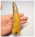 1360 - Huge Spinosaurus aegyptiacus Dinosaur Tooth - Cretaceous KemKem Beds