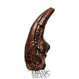 J108 - Top Rare Killer Alvarezsaurid Theropod Dinosaur Manus Claw - Lower Cretaceous Elrhaz Fm