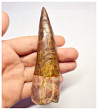 1368 - Huge Spinosaurus aegyptiacus Dinosaur Tooth - Cretaceous KemKem Beds