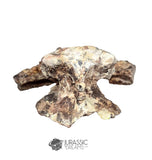 20189 - Rare Huge Jurassic Megalosaurid Theropod Dinosaur Dorsal Vertebra Bone