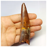 1317 - Gem Grade Spinosaurus aegyptiacus Dinosaur Tooth - Cretaceous KemKem Beds