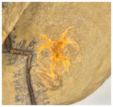 C15 - Finest Grade Soft Bodied Marrellomorph Furca mauretanica Associated with Euloma Trilobite Ordovician Fezouata