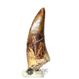 20047- Nicely Preserved Afrovenator abakensis Megalosaurid Dinosaur Tooth Jurassic Tiouraren Fm IN CATAWIKI AUCTION NOW