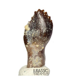 J514 - Top Rare cf Archaeodontosaurus Primitive Prosauropod Dinosaur Tooth - Middle Jurassic