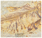 S251 - Nicely Preserved "Diplomystus dentatus" + "Knightia eocaena" Fossil Fishes - Eocene Age from USA