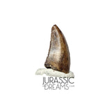 S91 - Nicely Preserved Dromaeosaurid Raptor Theropod Dinosaur Tooth - Judith River Fm