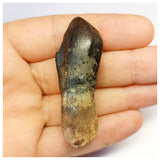 1304 - Top Rooted Jobaria Sauropod Dinosaur Tooth Jurassic Tiouraren Fm