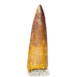 S393 - Nicely Preserved Spinosaurus aegyptiacus Dinosaur Tooth - Red Sanstone Beds
