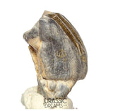 S504 - Top Huge Ouranosaurus nigeriensis Basal Hadrosaurid Dinosaur Tooth - Cretaceous Elrhaz Fm