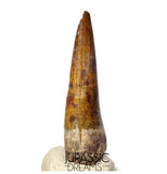 S367 - Huge Killer Suchomimus tenerensis Spinosaurid Dinosaur Tooth - VISIBLE CARINA